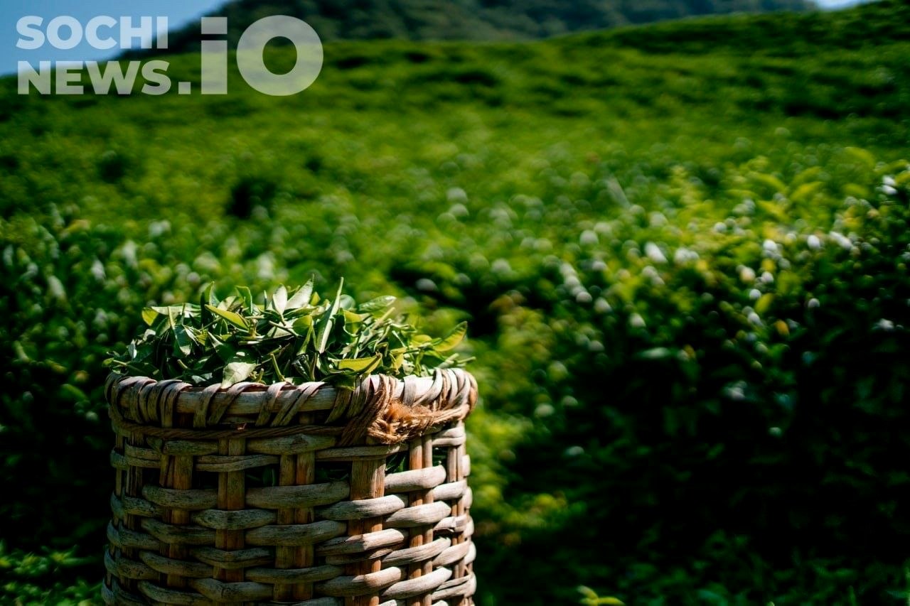 Рост производства чая в Краснодарском крае, падение продаж в России