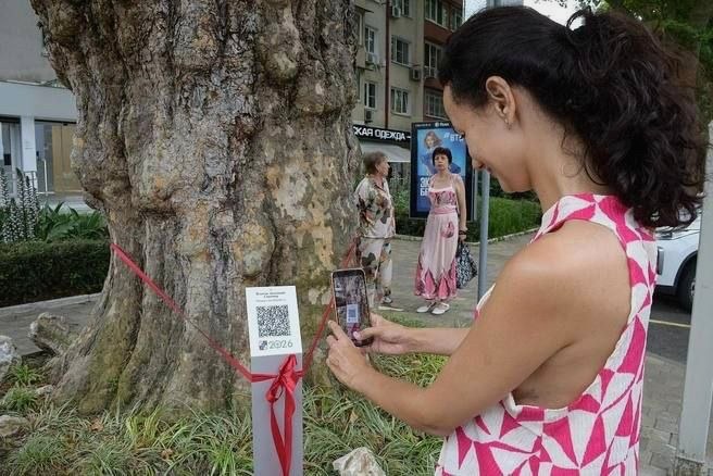 В Сочи в муниципальный реестр внесены три столетних дерева с QR-кодами